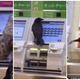 Image for article titled Can Someone Please Help This Crow Buy A Train Ticket?